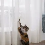 Тюль антикоготь "Cat Friendly" Молочный